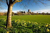 Tewkesbury Abbey with daffodils, Tewkesbury, Gloucestershire, England, United Kingdom, Europe