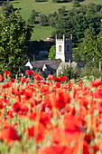 Poppy field and St. Andrew's Church, Naunton, Cotswolds, Gloucestershire, England, United Kingdom, Europe