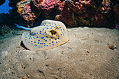 Bluespotted stingray (Taeniura lymma), front side view, Naama Bay, Sharm El Sheikh, Red Sea, Egypt, North Africa, Africa