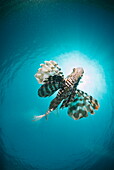 Common lionfish (Pterois miles) from below, back-lit by the sun, Naama Bay, Sharm El Sheikh, Red Sea, Egypt, North Africa, Africa