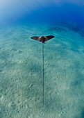 Spotted eagle ray (Aetobatis narinari) juvenile over sandy ocean floor, from above, Naama Bay, Sharm El Sheikh, Red Sea, Egypt, North Africa, Africa