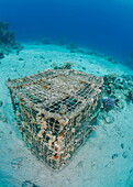 Underwater view of a coral encrusted lobster pot on sandy ocean floor, Ras Mohammed National Park, Red Sea, Egypt, North Africa, Africa