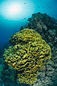 Tropical coral reef scene with a leafy cup coral (salad coral) (Turbinaria reniformi), Ras Mohammed National Park, off Sharm el Sheikh, Sinai, Egypt, Red Sea, Egypt, North Africa, Africa