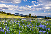 Trophy Meadows, Wells Gray Provincial Park, British Columbia, Canada