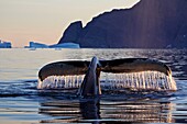 Fluke eines abtauchenden Buckelwales, Megaptera novaeangliae, Ostgrönland, Grönland