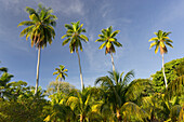 Coconut palms, Plantage L'Union Estate, La Digue Island, Seychelles