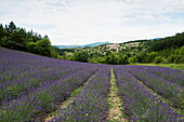 lavender fields, Aurel near Sault, Departement Vaucluse, Provence-Alpes-Cote d´Azur, Provence, France