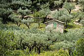 olive trees, near Buis-les-Baronnies, Departement Drome, Region Rhones-Alpes, Provence, Frankreich, Provence, France