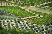 olive trees and vineyards, near Buis-les-Baronnies, Departement Drome, Region Rhones-Alpes, Provence, France