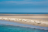 Robben auf einer Sandbank, Hallig Langeneß, Nordfriesische Inseln, Nordfriesland, Schleswig-Holstein, Deutschland