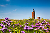 Halligflieder und Leuchtturm, Hallig Langeneß, Nordfriesische Inseln, Nordfriesland, Schleswig-Holstein, Deutschland