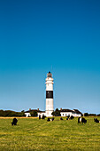 Cows in front of a lighthouse, Kampen, Sylt Island, North Frisian Islands, Schleswig-Holstein, Germany