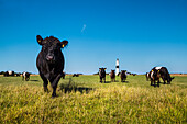 Kühe vor Leuchtturm, Kampen, Sylt, Nordfriesland, Schleswig-Holstein, Deutschland