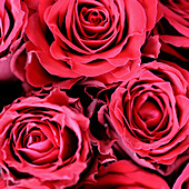 beautiful red roses.