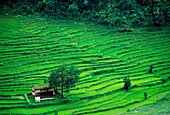 Rice field  Between Kodari and Kathmandu  Himalaya  NEPAL.
