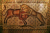 6th century mosaic of a lion with a bull, inside the Khan Murat Basha (16th century) home to the city museum, Maarat al-Numaan, Syria