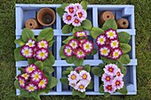 Polyanthus in Garden Setting Norfolk february