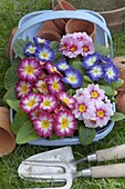 Polyanthus in Garden Setting Norfolk January