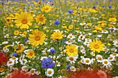 Corn Marigold, Corn flower,Corn Chamomile,and Poppies in Meadow