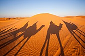 Tunisia, Ksour Area, Ksar Ghilane, Grand Erg Oriental Desert, camel caravan, sunset