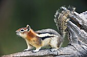Golden-mantled ground squirrel  Spermophilus lateralis. Montana. USA. Cheek pouches full of food, store food in their burrows. Common in the American West. Hibernate during winter.