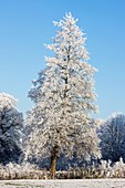 Hoarfrost - Warwickshire - England.