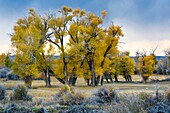 Stormy sunset over cottonwood trees in fall, Seedskadee National Wildlife Refuge, Wyoming