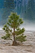 Small young pine tree in meadow, Yosemite Valley, Yosemite National Park, California