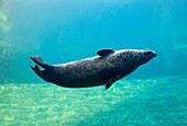 Common Seal, LOceanographic aquarium, Valencia, Comunidad Valenciana, Spain