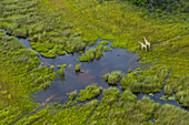 Giraffe (Giraffa camelopardalis), Okavango Delta, Botswana, Africa.