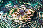 Irisierender Mantel einer Riesen_Muschel, Tridacna Squamosa, Mikronesien, Palau, Iridescent Mantle of Giant Clam, Tridacna Squamosa, Micronesia, Palau