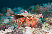 Rote Einsiedlerkrabbe, Diogenidae, Nord Ari Atoll, Malediven, Red Hermit Crab, Diogenidae, North Ari Atoll, Maldives