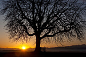 Baum mit Alpstein