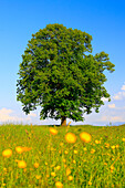 Tree, spring, sky, lime_tree, plant, Switzerland, trunk, tribe, Tilia cordata Mill., width, broadness, blue sky, one, green, blue, strikingly, prominet, stocky