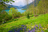 Lago di Cavazzo, Italy, Europe, Friuli_Venezia Giulia, lake, sea, trees, meadow, flowers