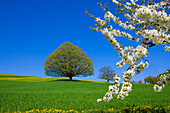 Wintersingen, Switzerland, Europe, canton Basel land, fields, trees, oak, cherry tree blossoms