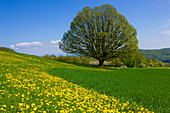Wintersingen, Switzerland, Europe, canton Basel land, field, meadow, dandelion, tree, oak,
