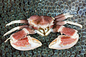Porcelain Crab, Neopetrolisthes maculatus, Lembeh Strait, North Sulawesi, Indonesia