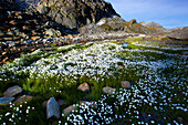 Nanny_goat path, Geisspfad, pass, Switzerland, canton Valais, nature reserve, valley of Binn, mountain, rock, cliff, cotton grass