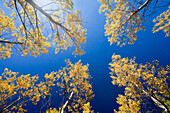 Spain, Europe, Aragon, Huesca, Pyrenees, wood, forest, birches, autumn, trees