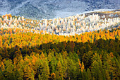 Alps, cutting, part, tree, mountain, mountains, flora, trees, detail, flora, mountains, autumn, autumn colors, autumn wood, Indi