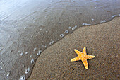 Detail, coast, macro, bull, bulls, patterns, close_up, nature, North, sand, sand beach, Scotland, starfish, starfish California,