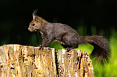 Swiss, mammal, forest, Eurasian red squirrel, Squirrel, boom, nut