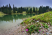 Gantrischseeli, lake, Switzerland, Europe, canton Bern, Bernese Oberland, Gantrisch area, nature reserve, Gantrisch, flake flowers, fogs