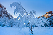 Klöntal, Switzerland, Europe, canton Glarus, mountains, trees, snow, winter, evening light