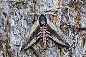 Animal, Insect, Moth, Hawk-Moth, Sphingidae, Privet Hawk Moth, Sphinx ligustri, Switzerland