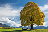Toggenburg, autumn tree, Nesslau, Churfirsten, mountain, mountains, autumn, SG, canton St. Gallen, tree, trees, cow, cows, agriculture, Switzerland, Europe,