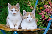 Two Kittens sitting on garden chair