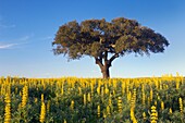 Cork oak tree Quercus suber in a blooming yellow Lupin field, Alentejo, Portugal
