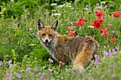 Red Fox in flowering meadow with poppies, Vulpes vulpes, Monti Sibillini National Park, Umbria, Italy